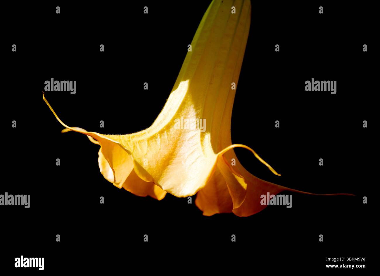 Große schwere Blume von Brugmansia, Engeltrompete, isoliert auf Schwarz Stockfoto