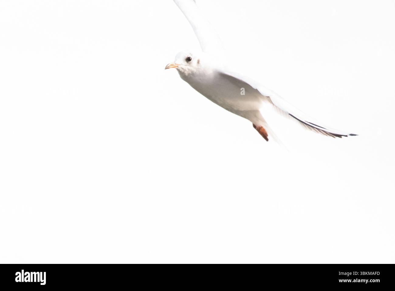 Hochklassiges Bild einer Möwe in der Mitte des Fluges vor einem hellen weißen Himmel. Der Vogel wird in einem Winkel gefangen, was dem Schuss ein abstraktes, minimalistisches Gefühl verleiht. Stockfoto