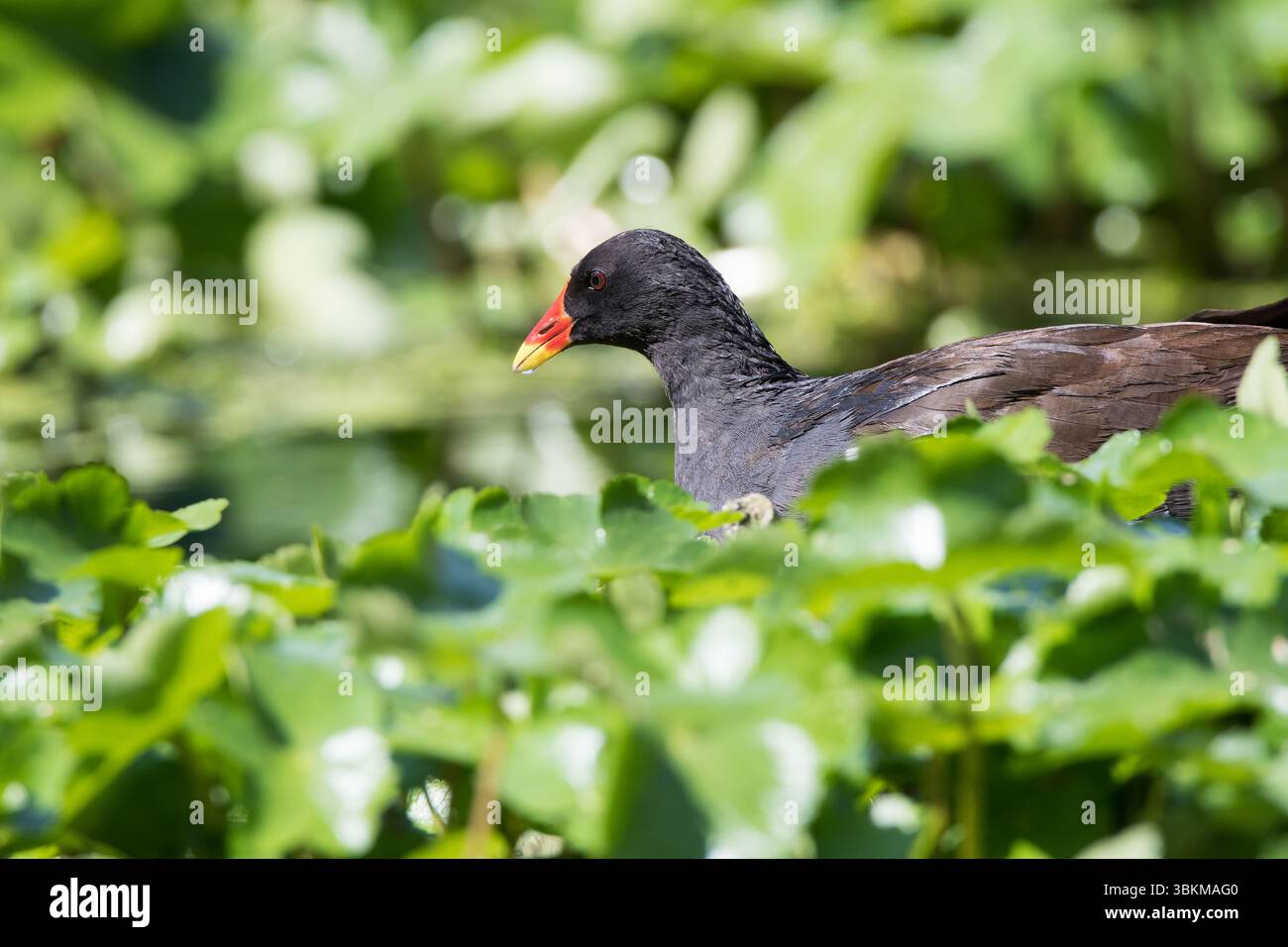 Ein ausgewachsener Moorhahn navigiert auf dichten Matten invasiver schwimmender Pennykraut auf dem Fluss Lea – eine lebendige Momentaufnahme der Wildtiere, die sich an den Lebensraumdruck anpassen. Stockfoto