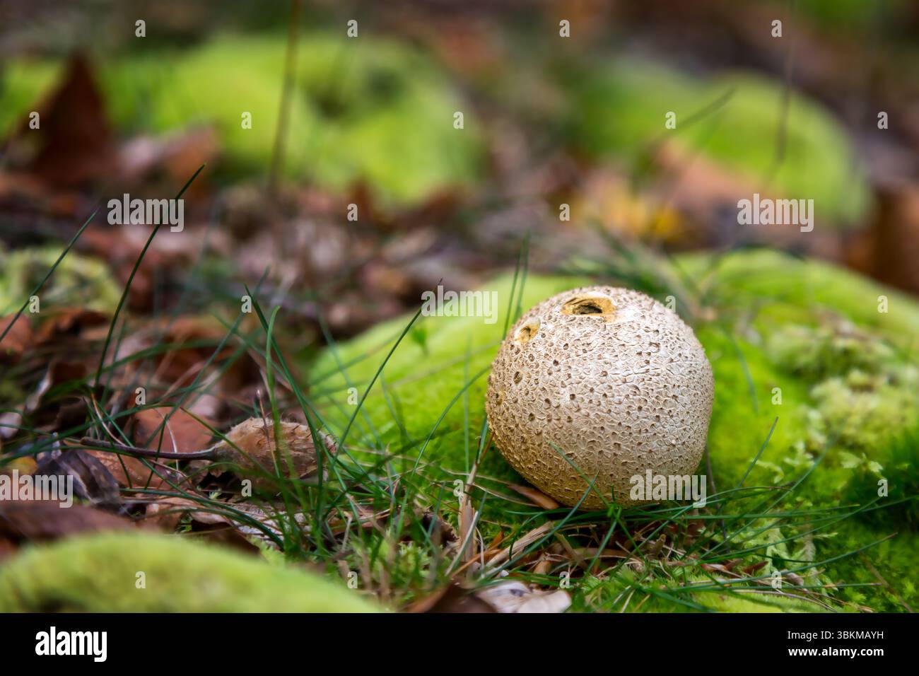 Gewöhnlicher Erdballpilz, Skleroderma citrinum, Seitenansicht, im New Forest, Hampshire, Großbritannien. Giftig und oft mit einem Puffball verwechselt. Die Fläche Stockfoto