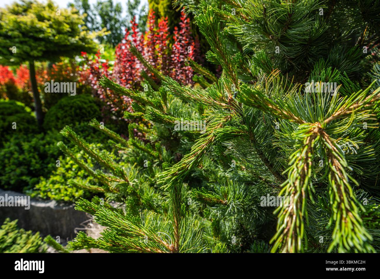 Eine Auswahl an üppig grünen Pflanzen und farbenfrohen Laub schaffen eine lebendige Gartenumgebung. Bäume und Sträucher gedeihen unter hellem Sonnenlicht, was die Schönheit verschönert Stockfoto