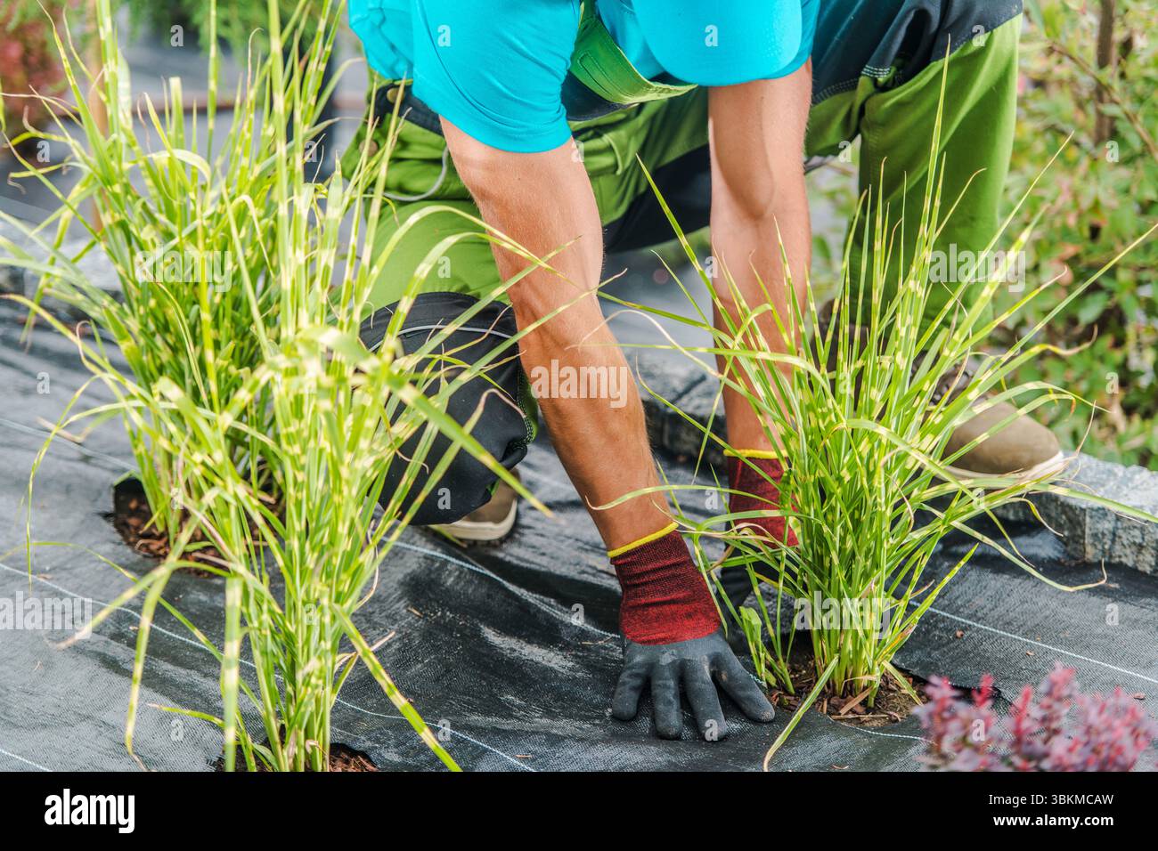 Ein Gärtner kniet, um an einem hellen Tag frisches Gras in einem landschaftlich gestalteten Bereich mit üppigem Grün rund um den Arbeitsplatz zu Pflanzen. Stockfoto