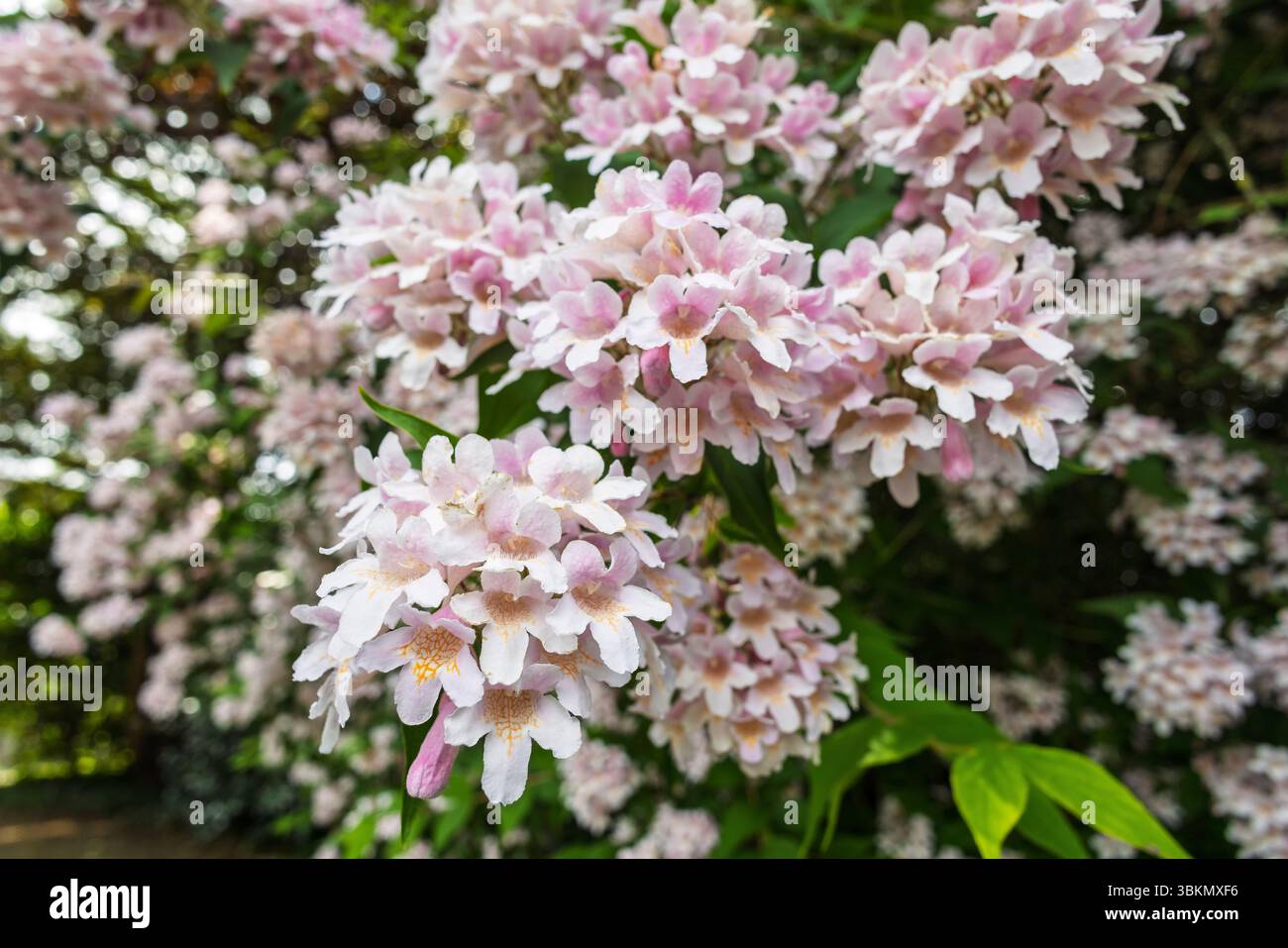 Schönheitsstrauch Kolkwitzia amabilis mit glockenförmigem, zartem Rosa bis weiß. Stockfoto Schönheitsstrauch Kolkwitzia amabilis mit glockenförmigem, zartem Rosa bis weiß. Stockfoto