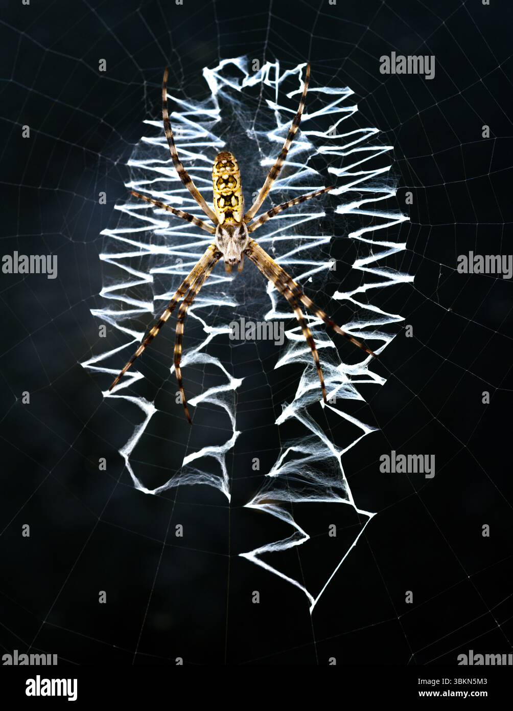 Eine Spinne, die auf dem Zickzack ihres Netzes sitzt und auf ihre nächste Mahlzeit wartet. Das Netz ist an einem Hausfenster in Fort Worth, Texas, USA, befestigt Stockfoto