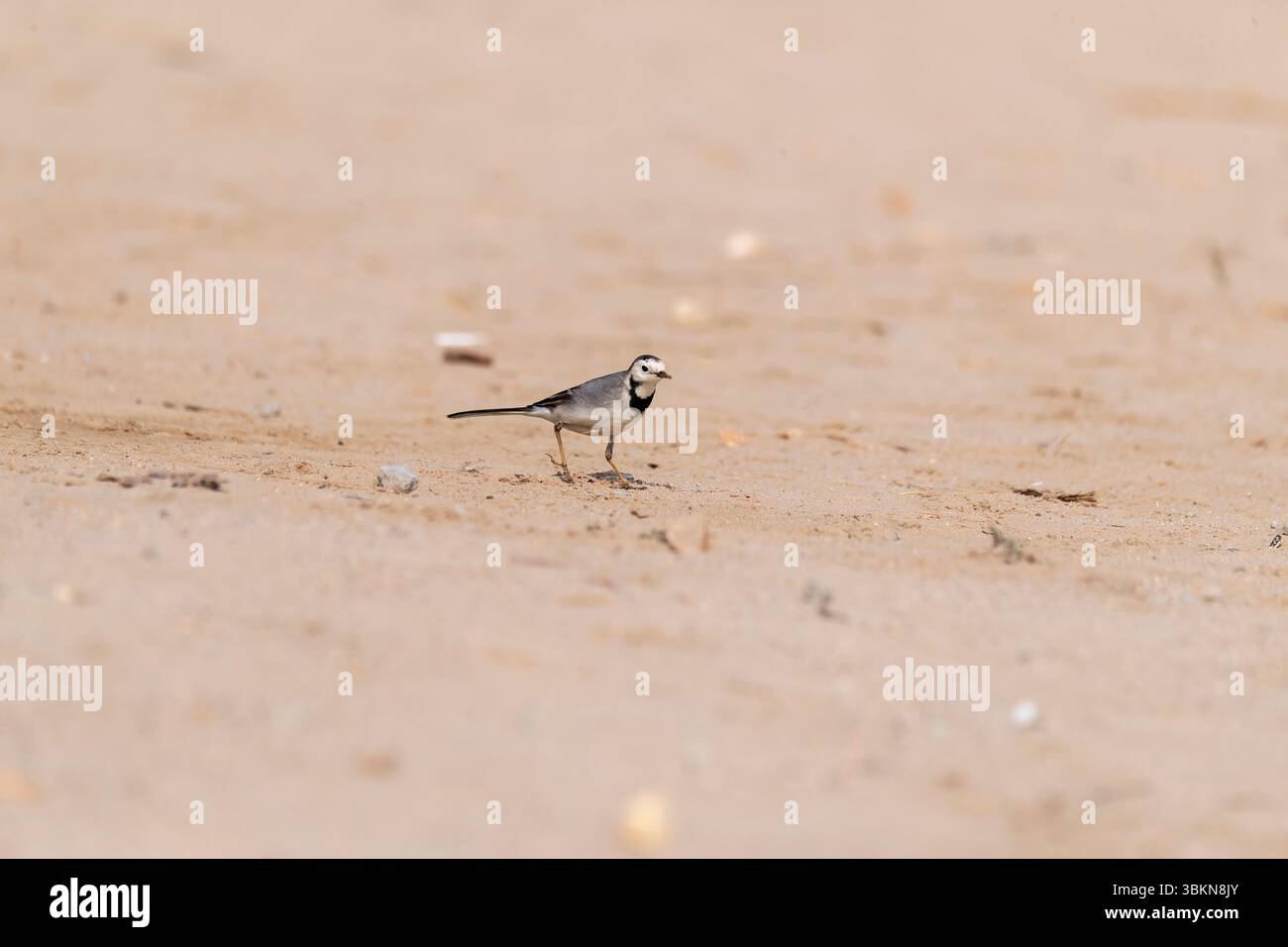 Ein weißer Bachstelz spaziert auf dem Boden im Desert National Park am Stadtrand von Jaisalmer in Rajasthan Stockfoto