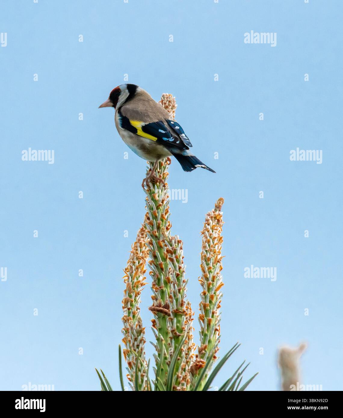 Ein Goldfink, Arnside, Milnthorpe, Cumbria, Großbritannien Stockfoto