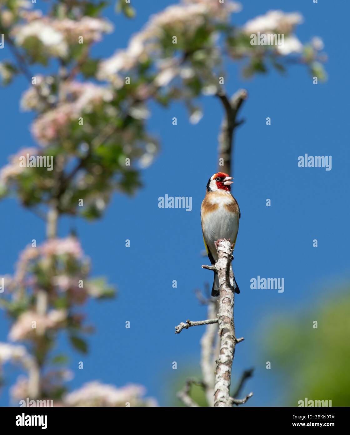 Ein Goldfink, Arnside, Milnthorpe, Cumbria, Großbritannien Stockfoto
