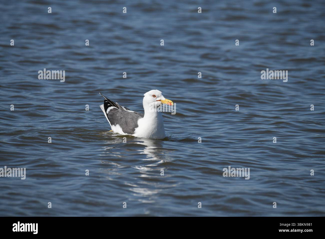 Eine Gelbbeinmöwe, Arnside, Milnthorpe, Cumbria, Großbritannien Stockfoto