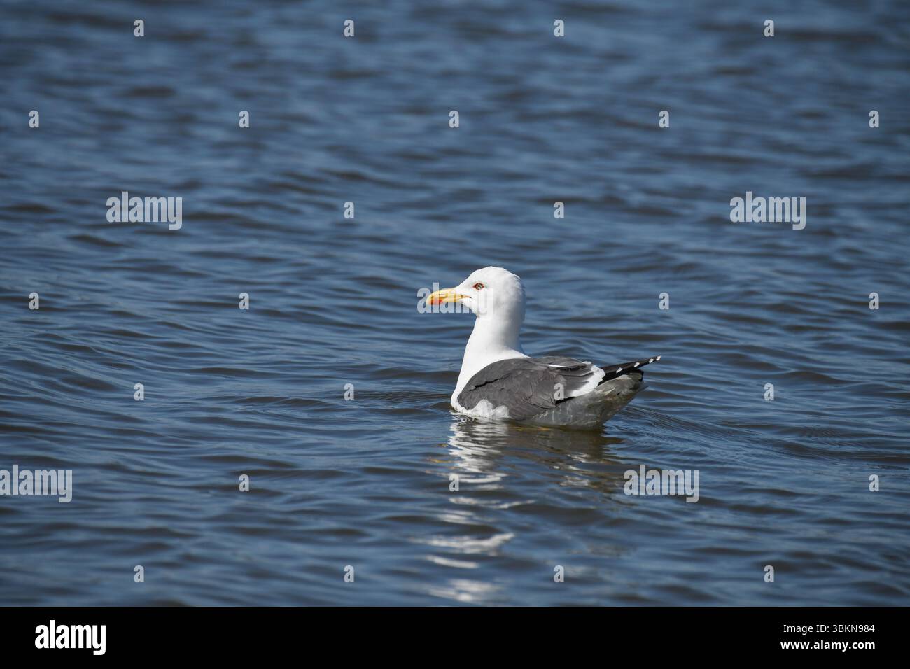 Eine Gelbbeinmöwe, Arnside, Milnthorpe, Cumbria, Großbritannien Stockfoto