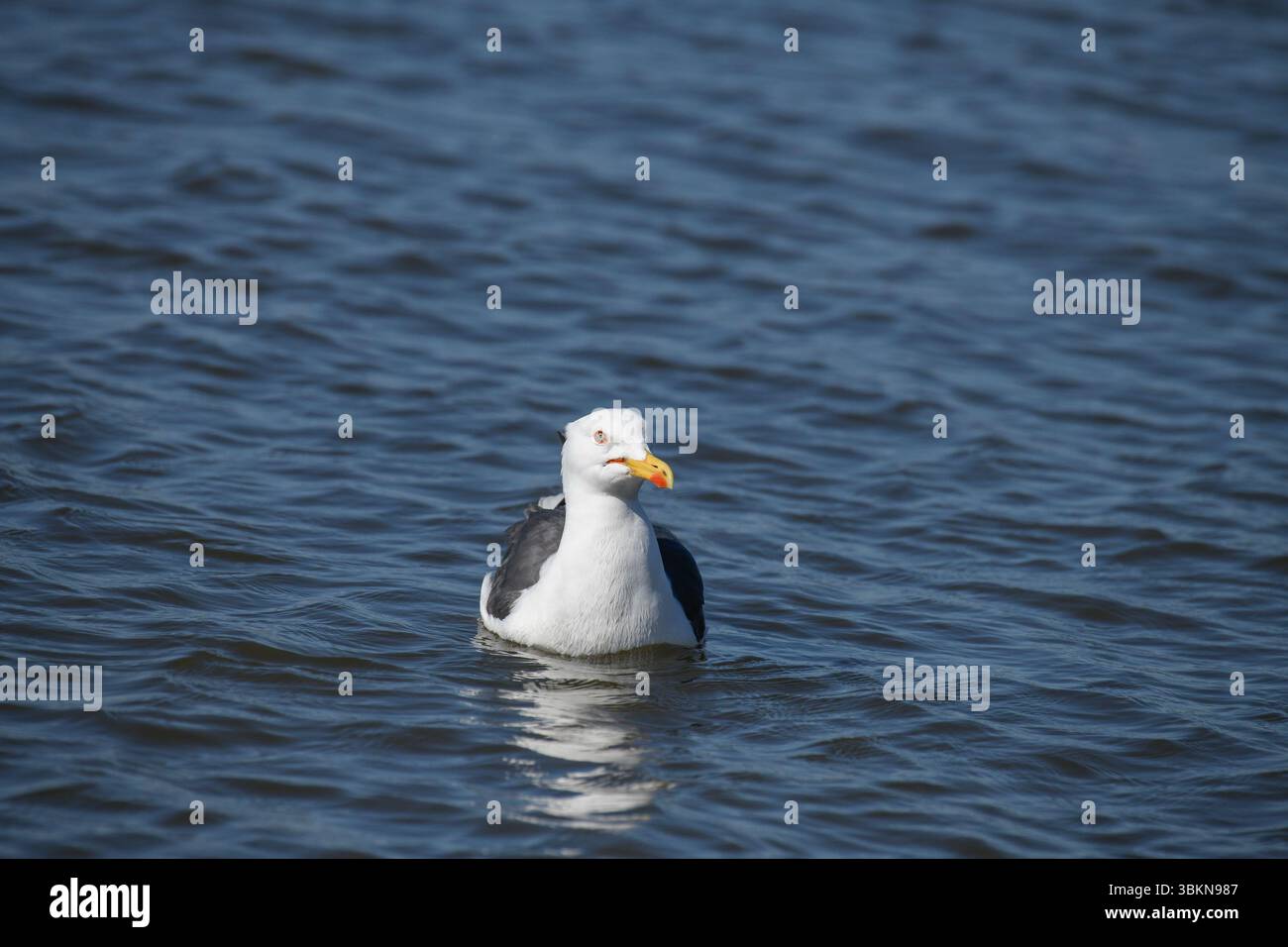Eine Gelbbeinmöwe, Arnside, Milnthorpe, Cumbria, Großbritannien Stockfoto