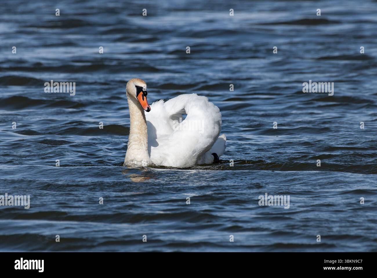 Ein stummer Schwan auf dem Meer in Arnside, Milnthorpe, Cumbria, Großbritannien Stockfoto Ein stummer Schwan auf dem Meer in Arnside, Milnthorpe, Cumbria, Großbritannien Stockfoto
