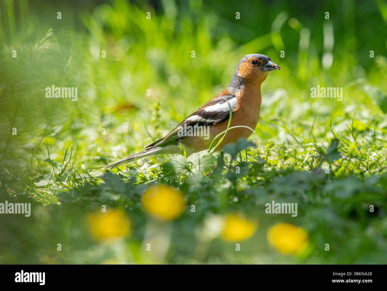 A affinch, Chipping, Preston, Lancashire, England, Vereinigtes Königreich. Stockfoto