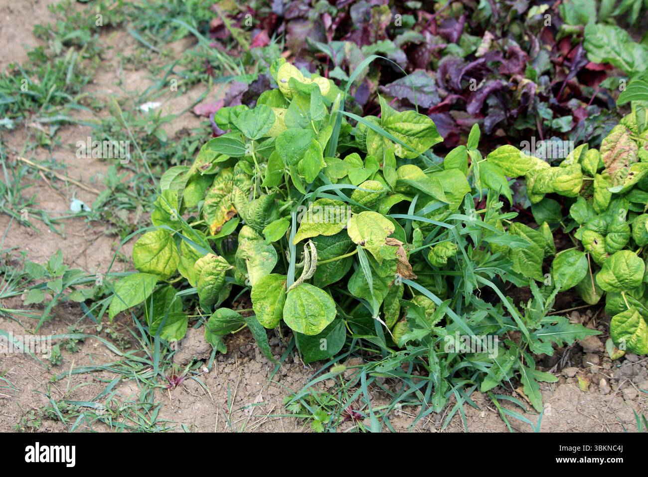 Bohnen Phaseolus vulgaris, auch als gewöhnliche Bohnen und grüne Bohnen bezeichnet, bildet eine buschige Pflanze mit gelblichen Blättern und Schoten, die in Kulturböden wächst Stockfoto