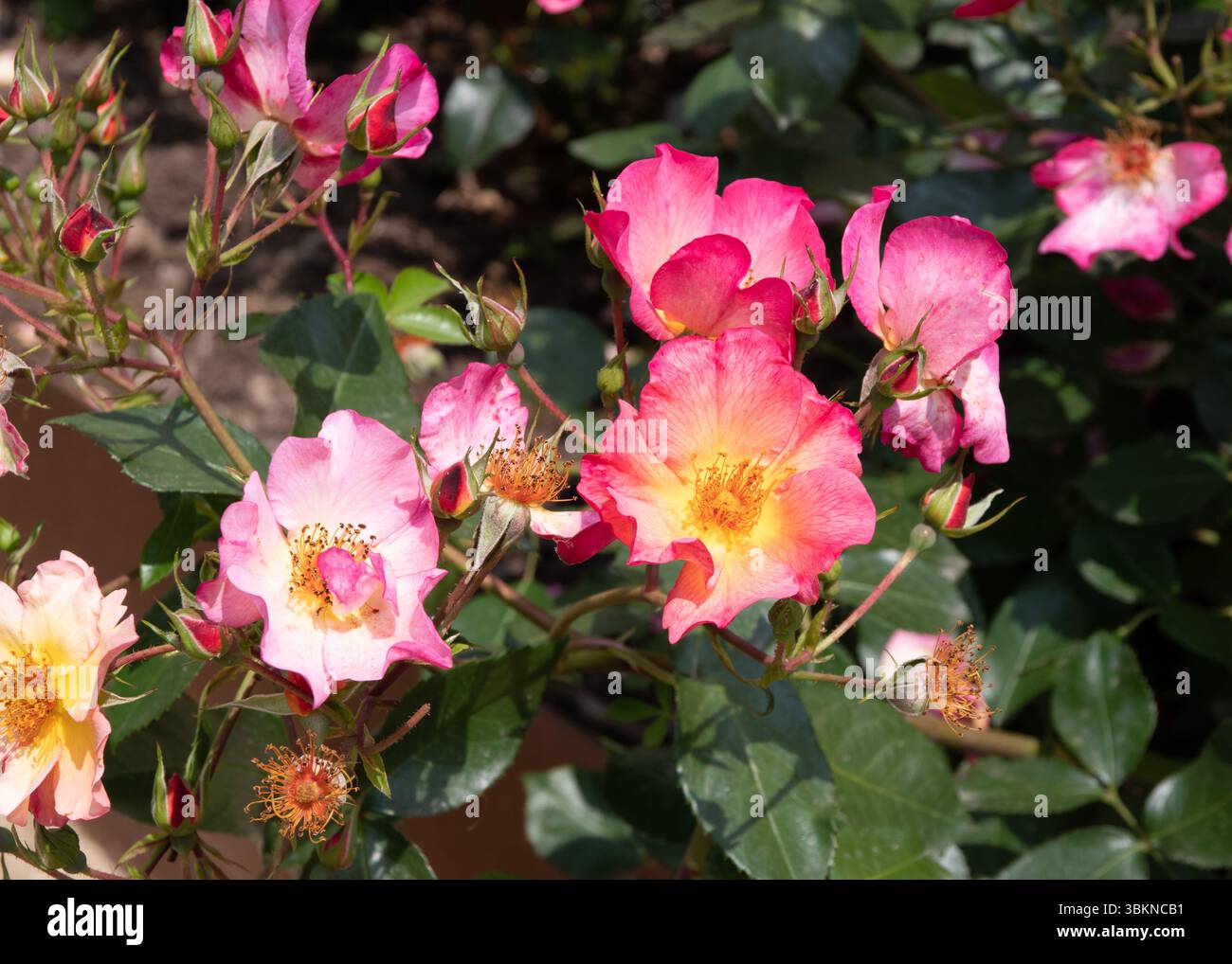 Rosa Yann Arthus-Bertrand Stockfoto