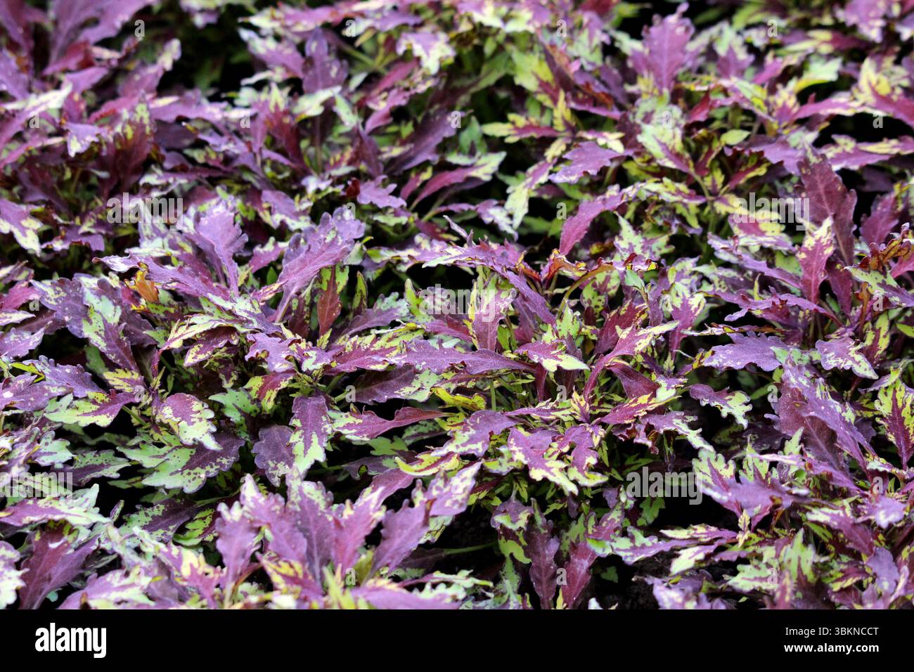 Coleus Plectranthus scutellarioides, auch bemalte Brennnessel und Brennnessel genannt, bildet eine dichte Matte aus gezackten violetten, grünen und gelben Blättern Stockfoto