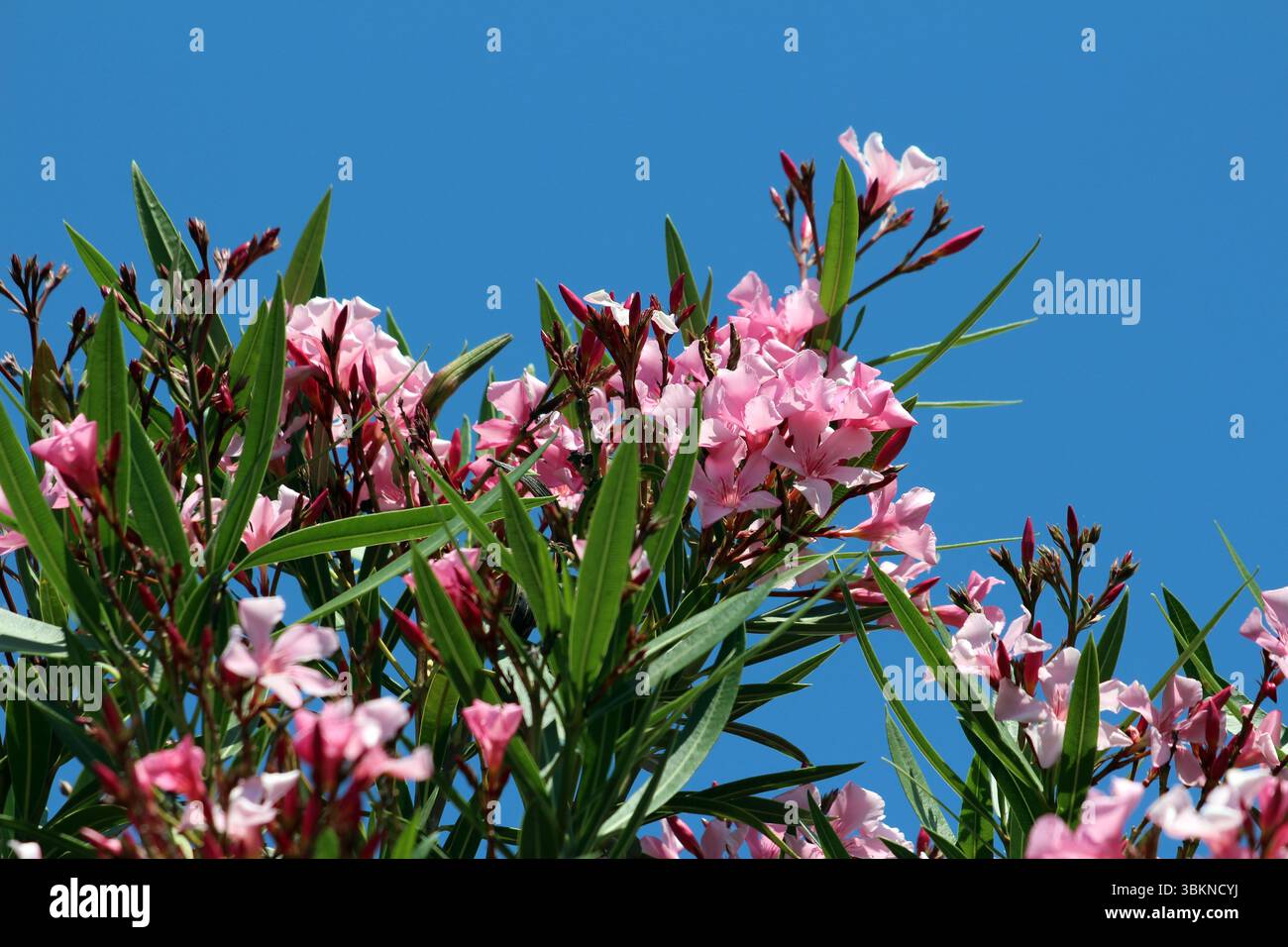 Oleander Nerium Oleander, auch Rosebay und Südseerose genannt, zeigt Gruppen von rosa fünfblättrigen Blüten und langen ledrigen grünen Blättern, die blühen Stockfoto