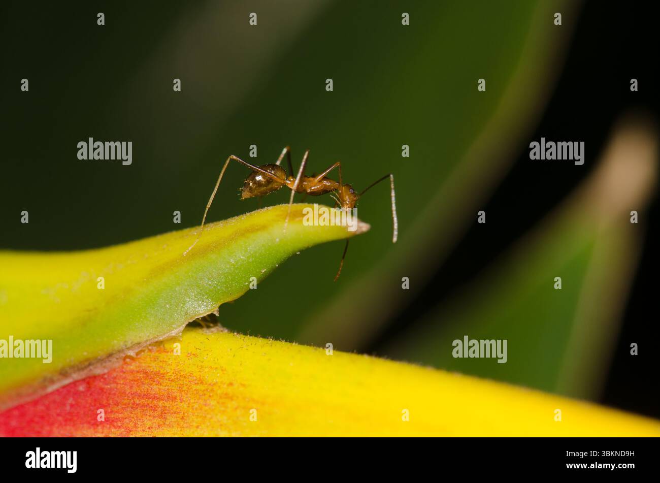 Gelbe verrückte Ameise Anoplolepis gracilipes. Cat Ba Island. Cat Ba Archipel. Vietnam. Stockfoto