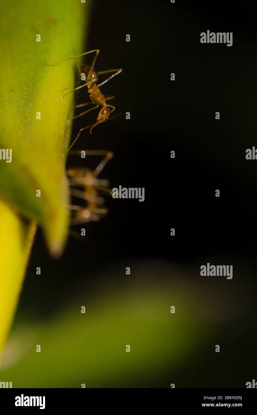 Gelbe verrückte Ameisen Anoplolepis gracilipes. Cat Ba Island. Cat Ba Archipel. Vietnam. Stockfoto