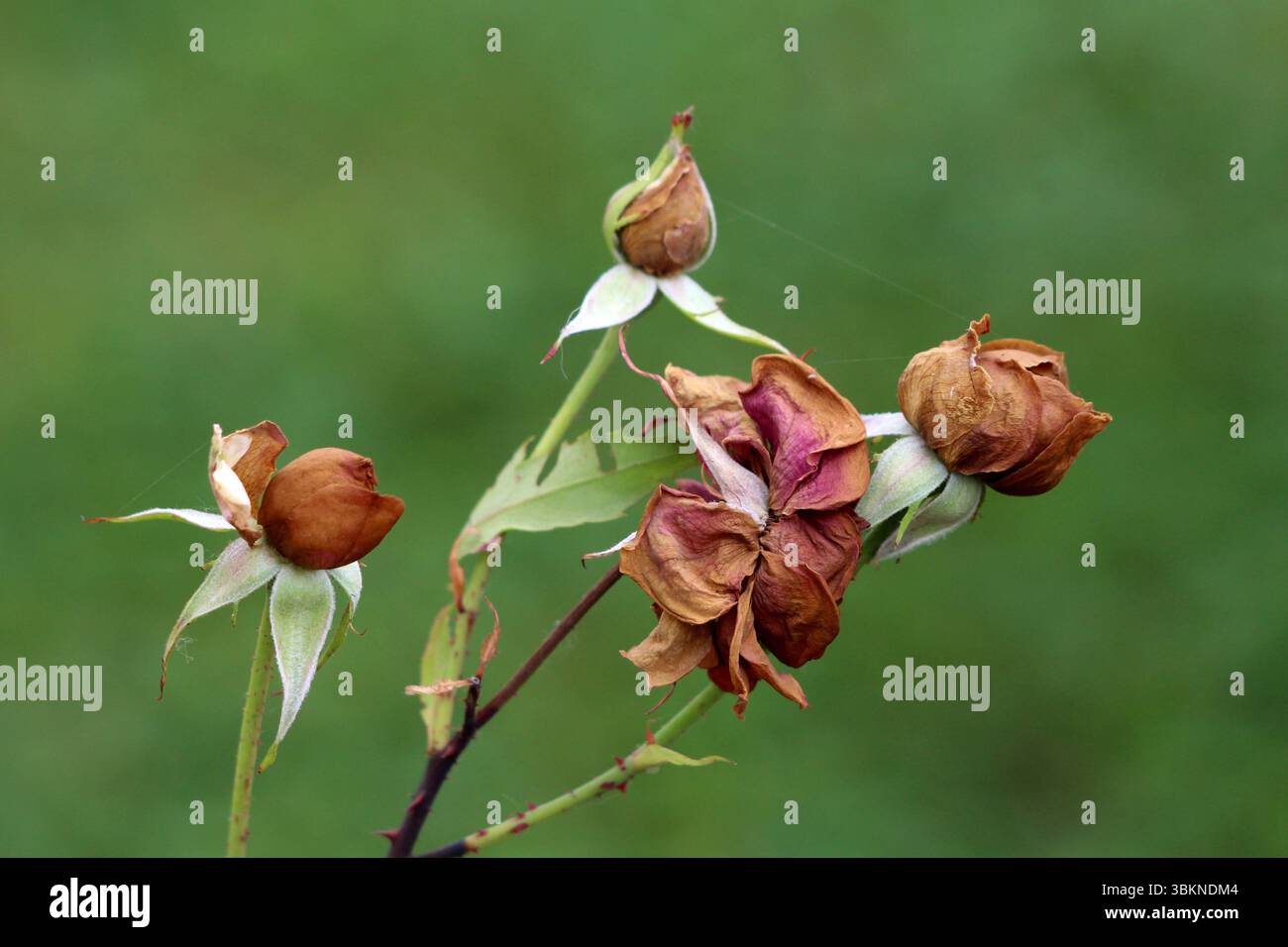 Rose Rosa, auch Gartenrose genannt, zeigt mehrere verwelkte braune Blütenknospen und getrocknete Blütenblätter auf grünen Stielen, die vor einem unscharfen grünen Hintergrund stehen Stockfoto