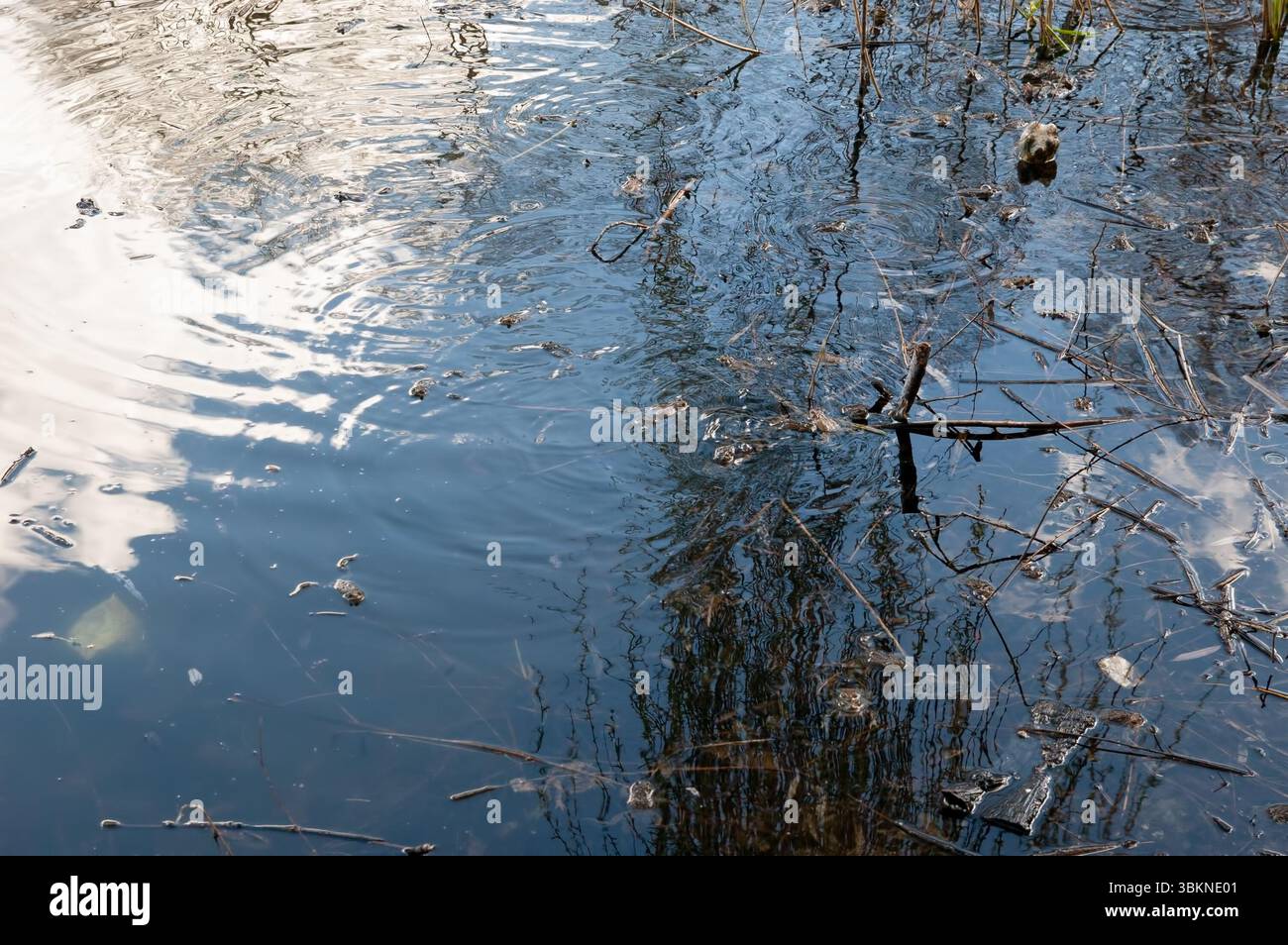 Viele Frösche schwimmen im Wasser, in dem sich der blaue Himmel und die weißen Wolken spiegeln. Stockfoto
