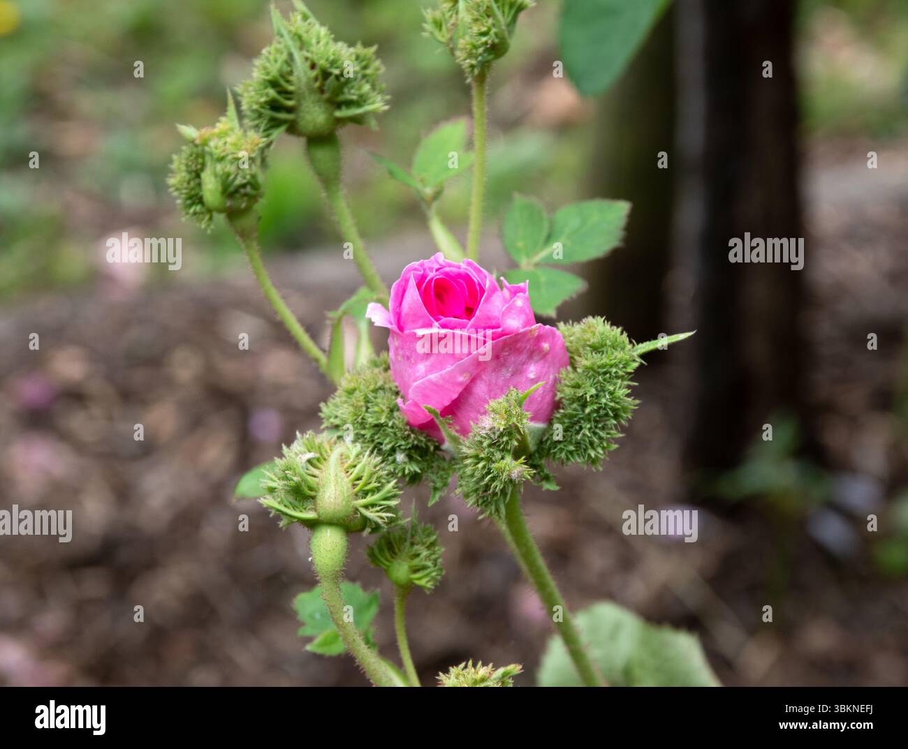 Rosa x centifolia „Cristata“ Stockfoto