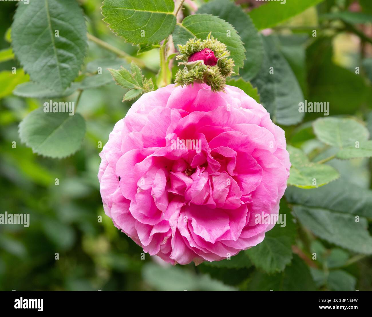 Rosa x centifolia „Cristata“ Stockfoto