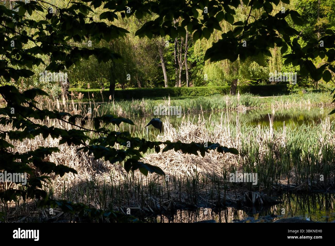 Graue Krähe im Flug vor einer sonnigen Sommerlandschaft mit dunklen Blättern, grünem Schilf, einem ruhigen See und einem fernen Wald im Hintergrund. Stockfoto