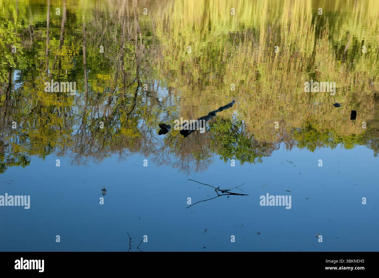Ruhiges Wasser mit blauem Himmel und grünem Wald, mit schwarzen Ästen auf der Oberfläche – eine friedliche Naturszene. Stockfoto