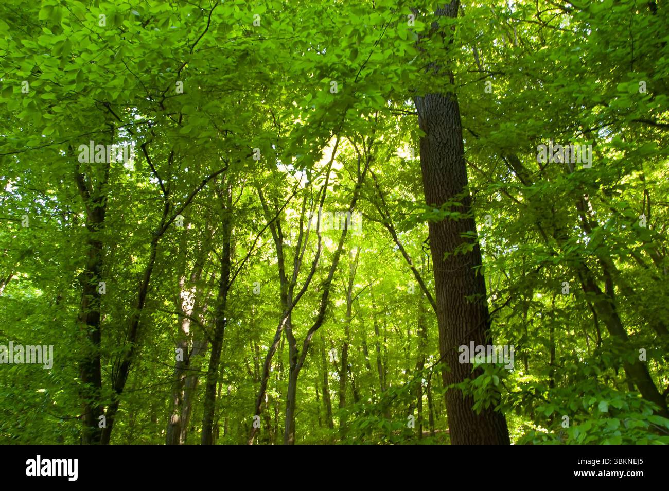 Sonniger Tag in einem grünen Wald voller üppiger Blätter - eine lebendige und friedliche Naturszene. Stockfoto