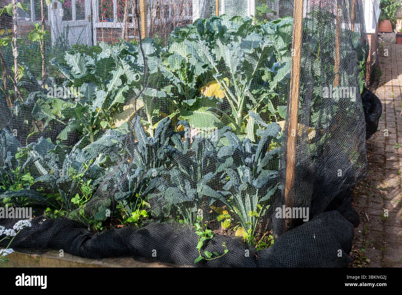 Gemüsegarten mit Netzen oder Gitterkäfig zum Schutz von Gemüse vor Schädlingen, England, Großbritannien Stockfoto
