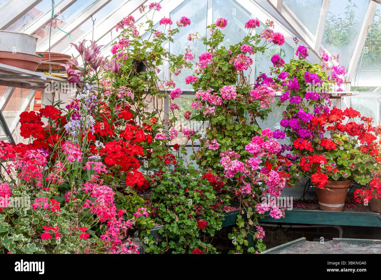 Viele bunte Geranien in einem Gewächshaus, Sammlung von bunten Geranientöpfen, Großbritannien Stockfoto