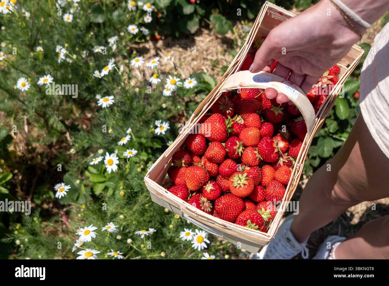 Frisch gepflückte Erdbeeren im Korb 19.06.25, Wiesbaden: Symbolfoto, Illustrationsbild, Symbolbild, Illustrationsfoto, Alltagsszene eine Frau hält einen vollen Korb mit frisch gepflückten Erdbeeren in der Hand. Im Hintergrund blühen weiße Margeriten auf einem Erdbeerfeld. Die sommerliche Szene zeigt die Verbindung von Natur, Genuss und nachhaltige Landwirtschaft. Das Bild vermittelt Leichtigkeit, Natürlichkeit und regionale frisch. Wiesbaden Hessen Deutschland *** frisch geerntete Erdbeeren im Korb 19 06 25, Wiesbaden Symbolfoto, Illustrationsfoto, Symbolfoto, Illustrationsfoto, E Stockfoto