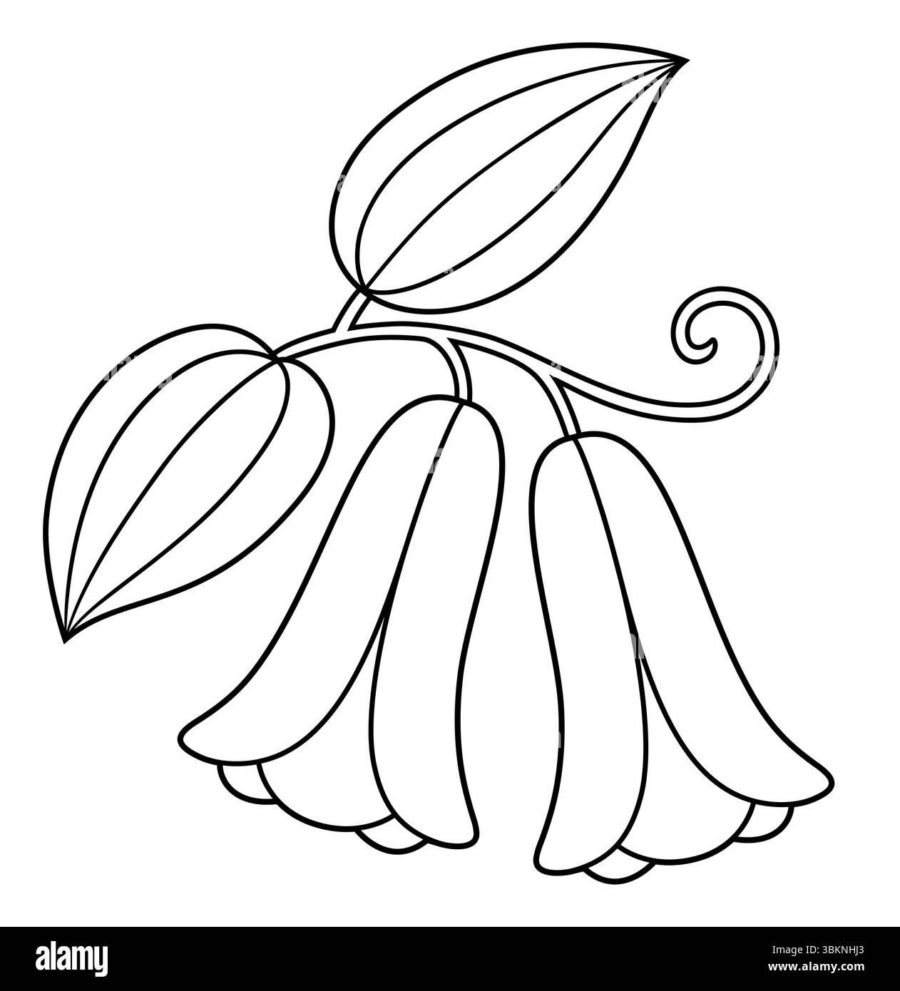 Copihue, chilenische Glockenblume, Nationalblume Chiles. Schwarz-weiß-Zeichentrickzeichnung, Strichgrafik zum Ausmalen. Vektor-Clipart-Illustration. Stock Vektor