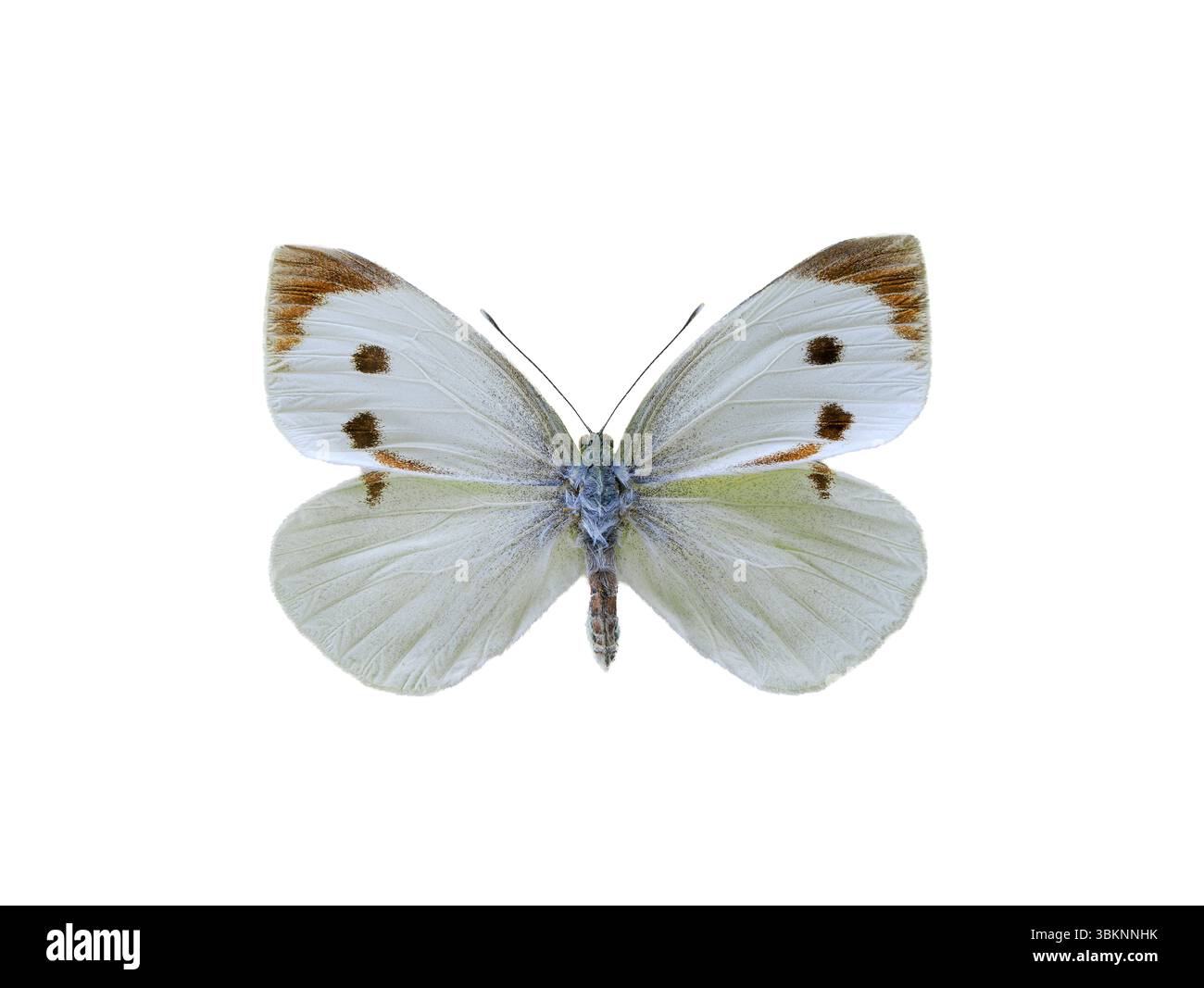 Pieris brassicae Schmetterling isoliert auf weißem Hintergrund Stockfoto