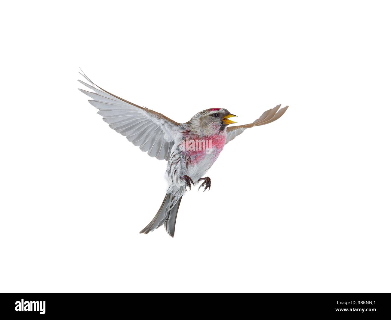 Vogel im Flug gemeinsamer Redpoll isoliert auf weißem Hintergrund Stockfoto