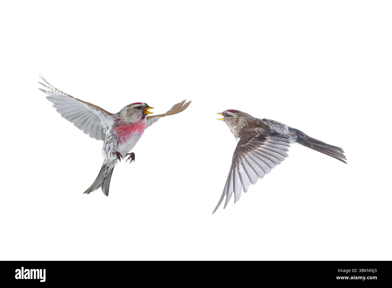 Zwei Vogel im Flug gemeinsame Redpoll isoliert auf weißem Hintergrund Stockfoto