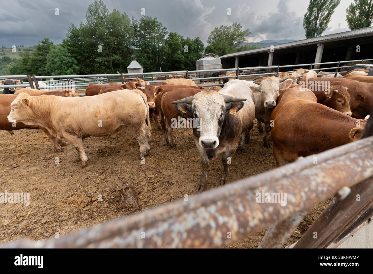 Kuhbestand, der während der Zuchtsaison nach Alter gehalten wird, Guils de Cerdanya, Puigcerda, Provinz Girona, Katalonien, Spanien Stockfoto