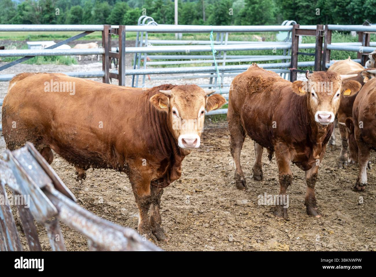 Kuhbestand, der während der Zuchtsaison nach Alter gehalten wird, Guils de Cerdanya, Puigcerda, Provinz Girona, Katalonien, Spanien Stockfoto