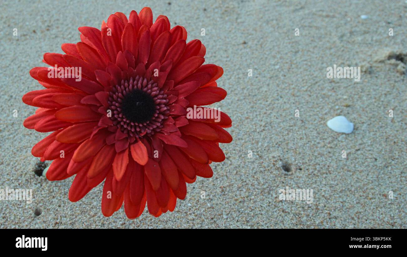 Rote Gerbera Blume am Sandstrand mit Muscheln. Links mit leerem Platz auf der rechten Seite, perfekt für Text oder kreative Designs. Stockfoto