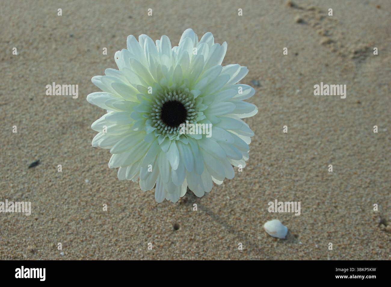Weiße Gerbera-Blume am Sandstrand mit Muscheln, beleuchtet durch Sonnenlicht von hinten, schafft wunderschöne Schatten und eine friedliche Küstenlandschaft. Stockfoto