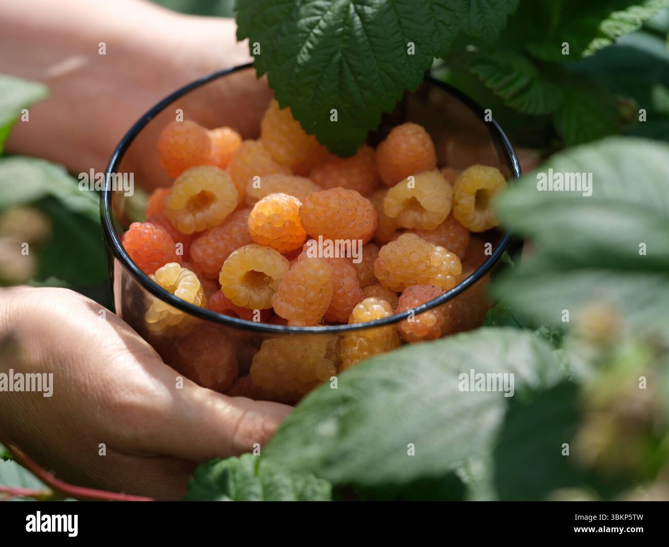 Eine Frau, die eine Glasschale mit gelben Himbeeren in den Händen über einem Himbeerstrauch hält. Nahaufnahme. Stockfoto