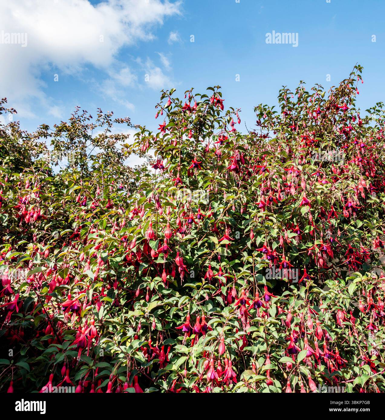 Ein lebhafter Fuchsia magellanica-Busch in voller Sommerblüte unter blauem Himmel, mit roten und rosa Blüten, die die irische Landschaft erhellen. Stockfoto