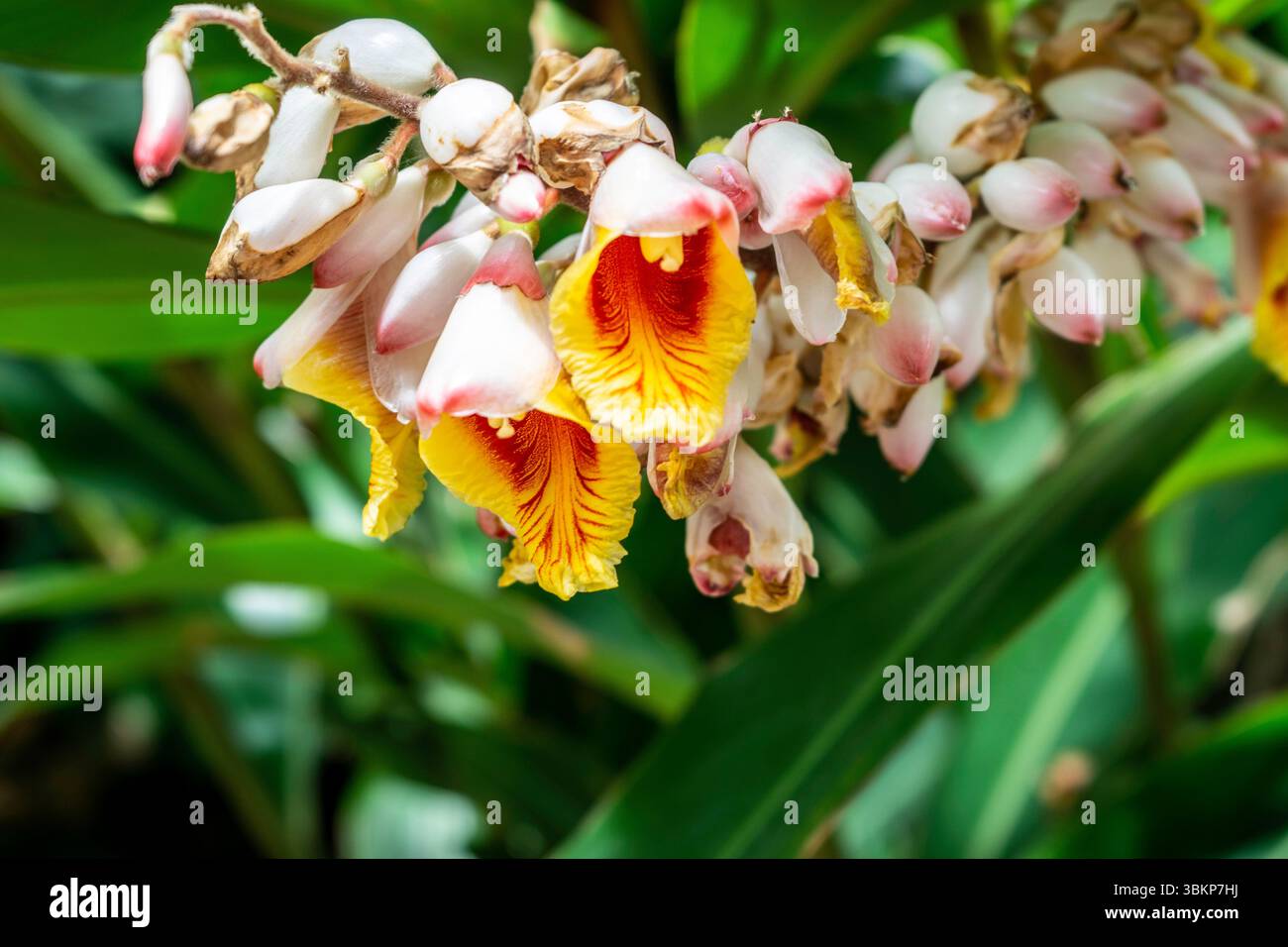 Eine Gruppe von Alpinia zerumbet (Shell Ginger) Blüten auf Madeira, mit wachsartigen weißen Knospen und leuchtend gelben Kehlen, die rot gestreift sind, gegen grünen Foli gesetzt Stockfoto
