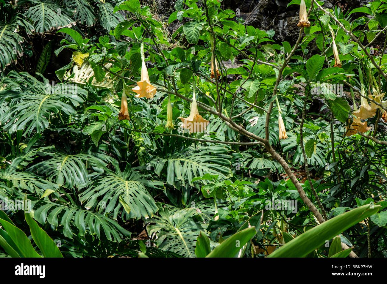 In einem üppigen Garten in Madeira, Portugal, hängen blasspfirsichfarbene Blüten der Brugmansia (Engeltrompete) von Holzstämmen über großen tropischen Blättern. Stockfoto