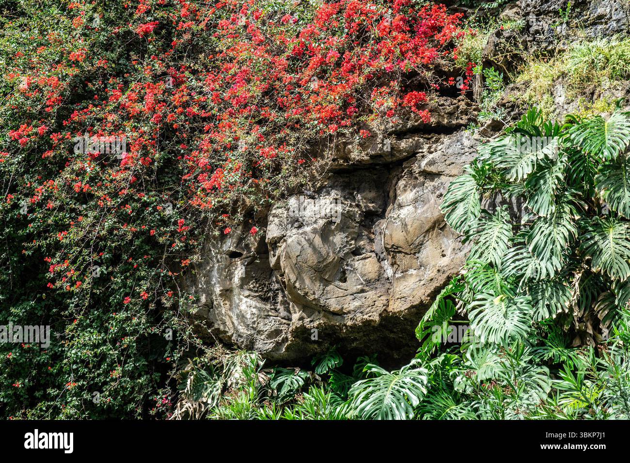 Bougainvillea glabra in voller roter Blüte ergießt sich über vulkanischen Felsen über den üppigen Monstera deliciosa Blättern in einer tropischen Madeira Garten Umgebung. Stockfoto