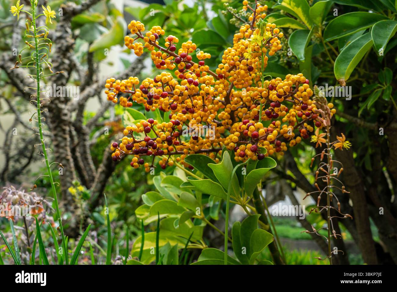 Hellgelbe und rote Beeren von Schefflera actinophylla (Regenschirmbaum) wachsen in einem üppigen tropischen Garten auf Madeira, umgeben von grünem Laub. Stockfoto