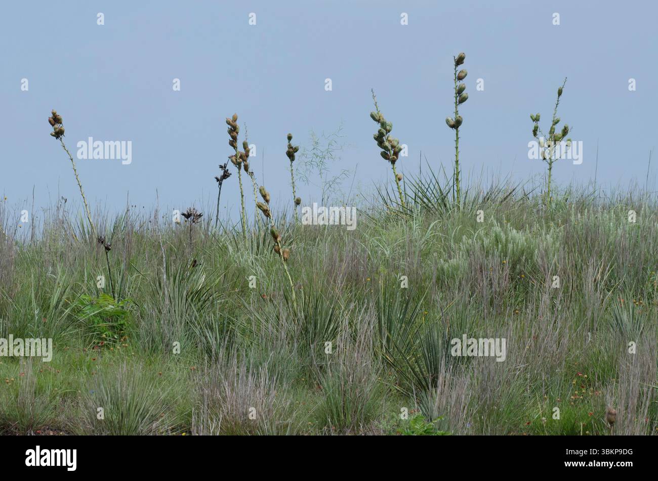 Soapweed Yucca, Yucca glauca, Obst Stockfoto