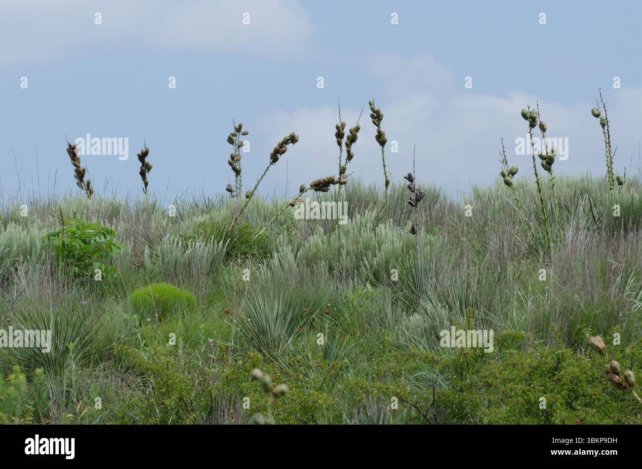 Soapweed Yucca, Yucca glauca, Obst Stockfoto