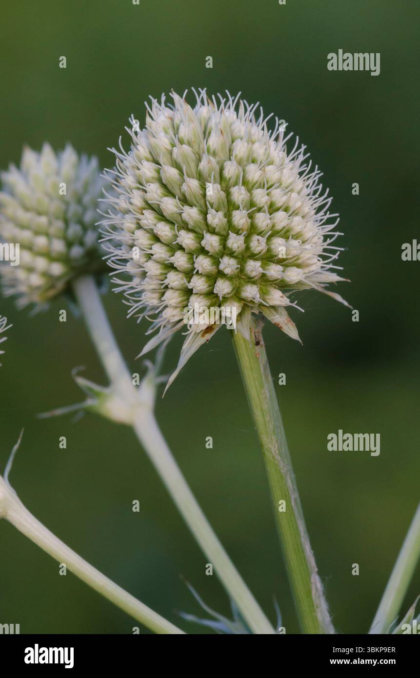 Rattlesnake Master, Eryngium yuccifolium Stockfoto