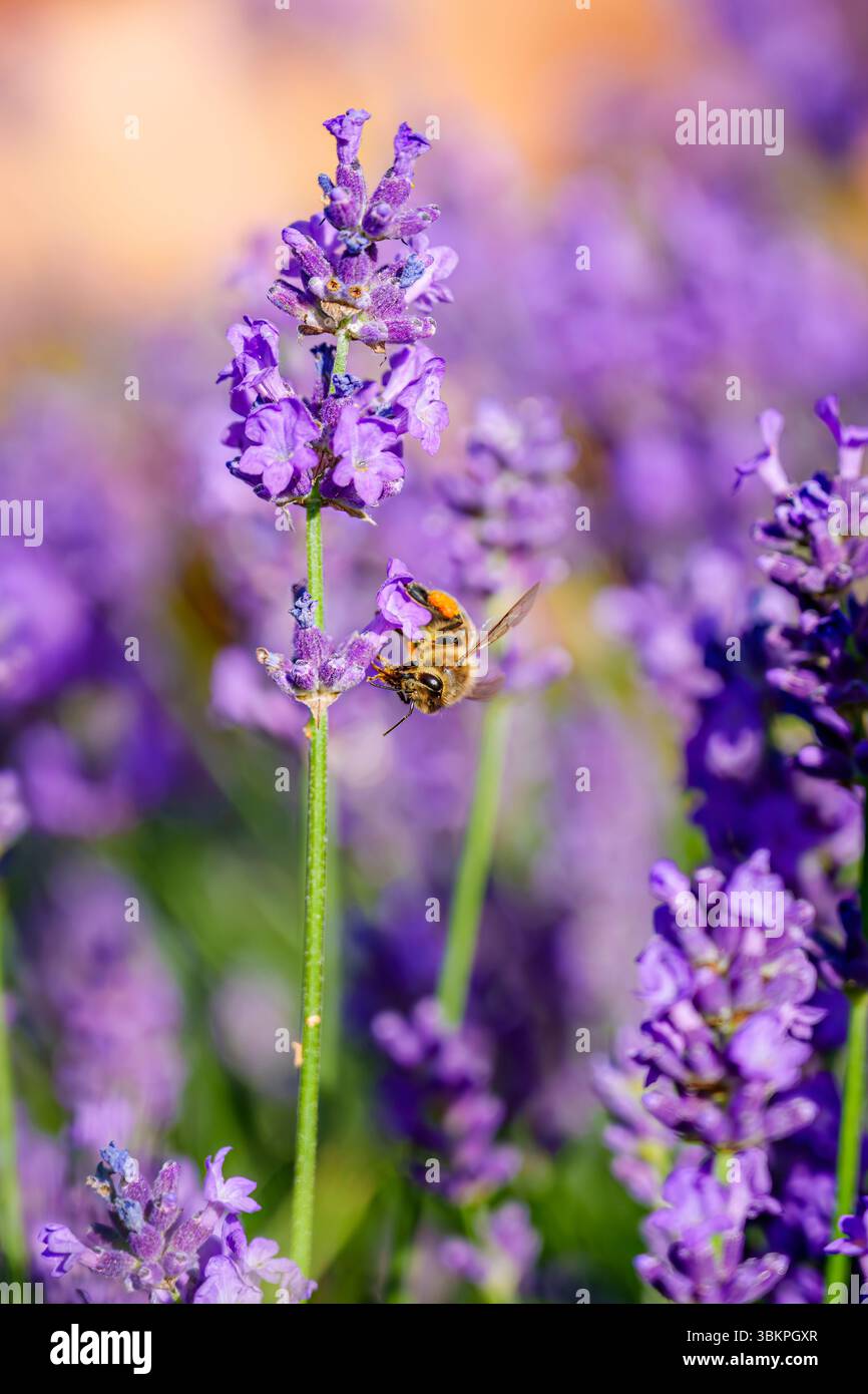 Eine Honigbiene (APIs mellifera) mit Pollenkörben, die an blauen Lavendelblüten aufwachsen und im Sommer in einem Garten in Surrey, Südostengland, blühen Stockfoto